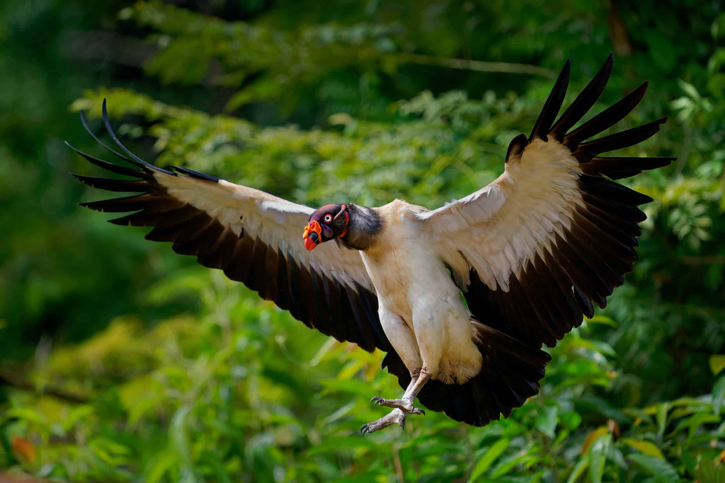 Towards large-scale evaluation of behavioral states in wild understudied King vultures (Sarcoramphus papa)