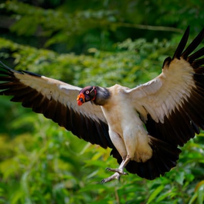 Towards large-scale evaluation of behavioral states in wild understudied King vultures (Sarcoramphus papa) 