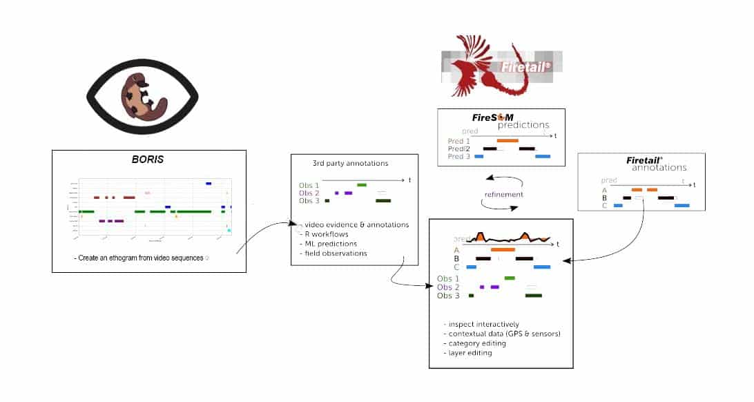 Figure 3: Boris/Firetail workflow for annotation refinement and evaluation