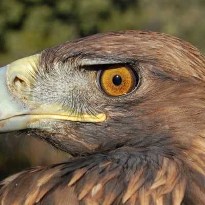 The Life of Valkyria: A Golden Eagle’s Journey 