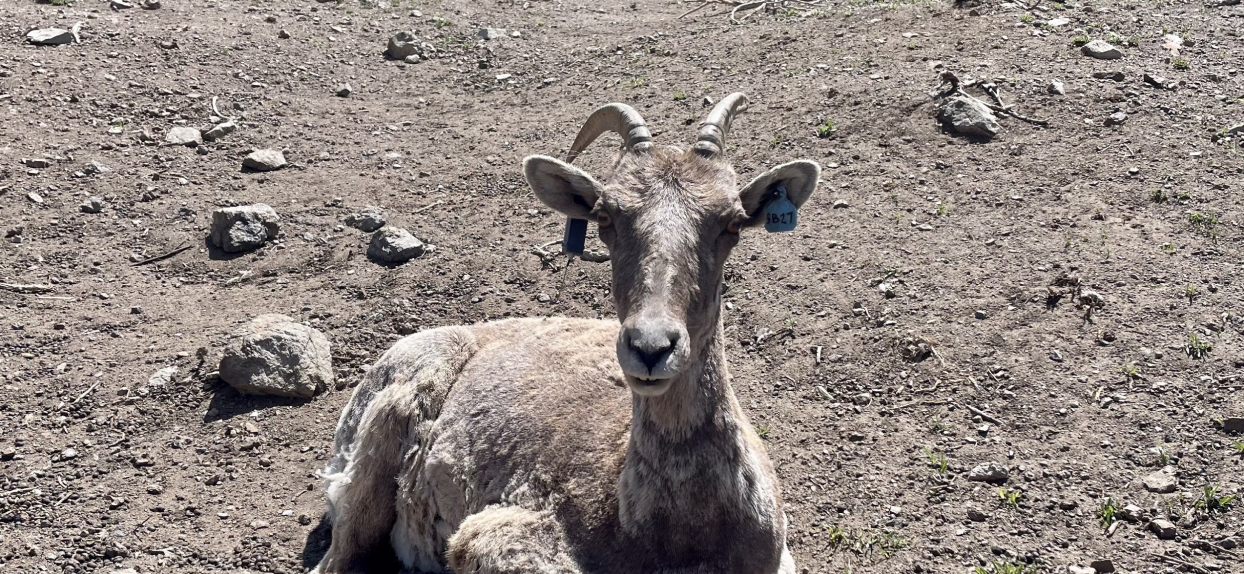 Ewe with transmitter (credit WGFD)