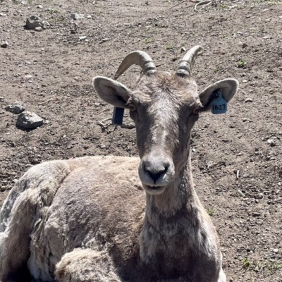 Captive bighorn sheep with the solar-powered ear tag.(credit WGFD)