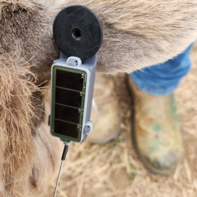e-obs transmitter in a 3D-printed holder attached to a bighorn sheep’s ear. (credit WGFD)